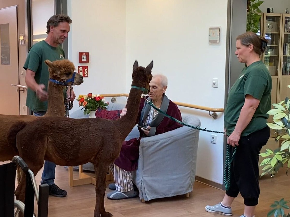 Alpaka Besuch im Hospiz Potsdam Evangelisches Diakonissenhaus